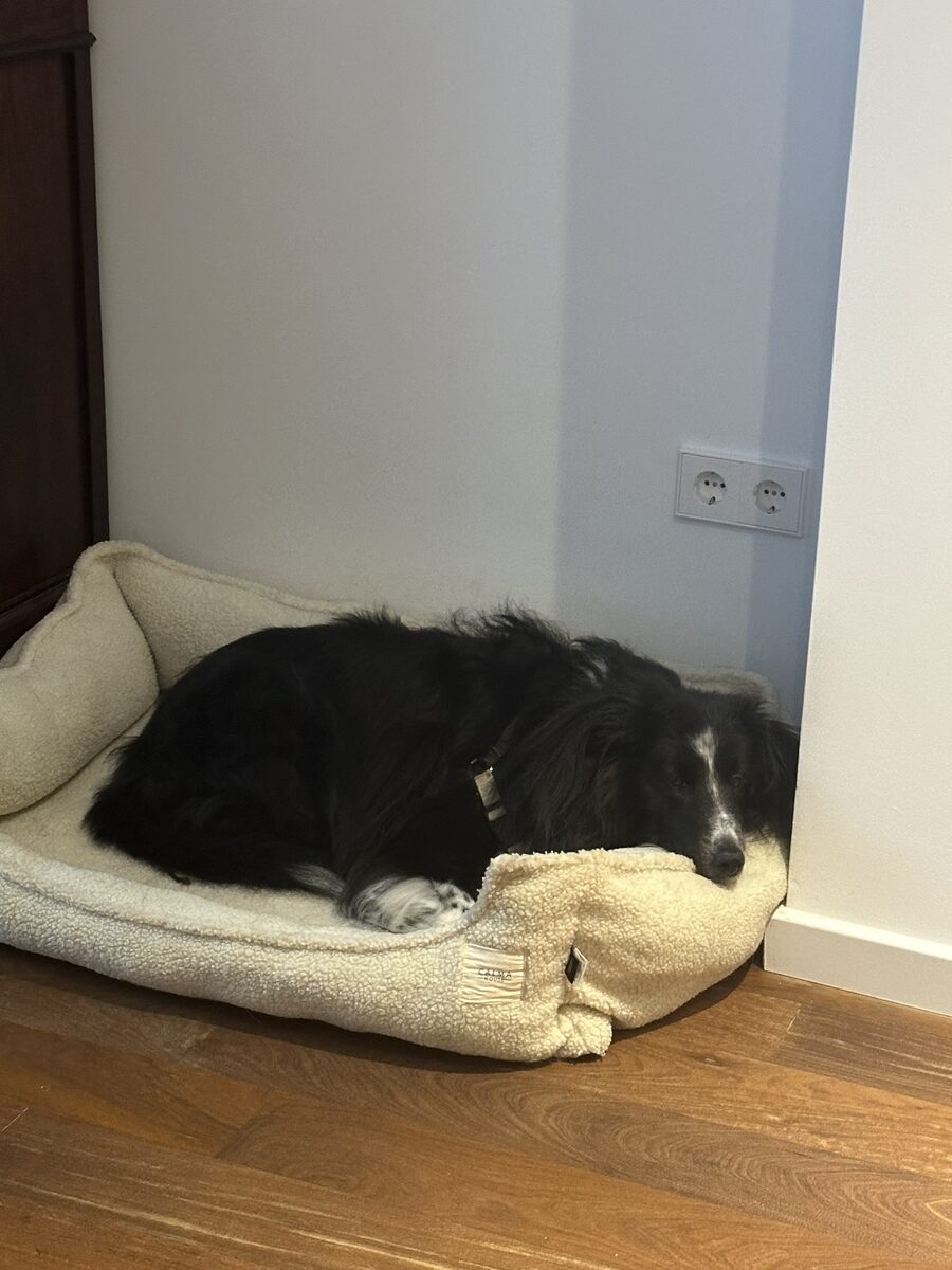 Perro descansando en su cama